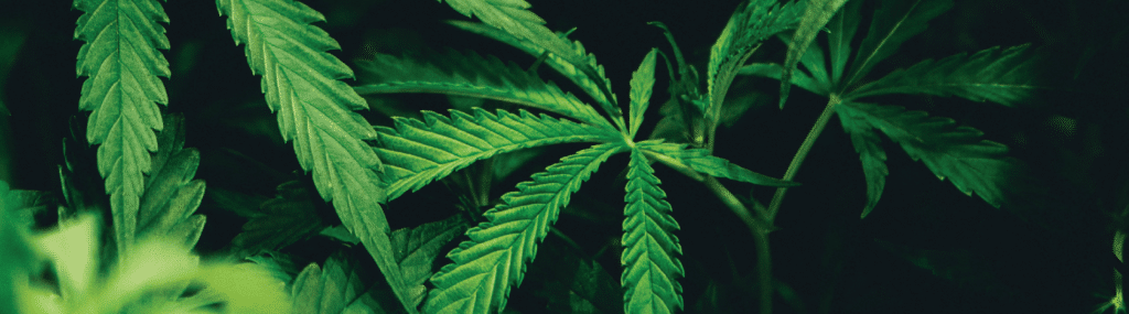 marijuana leaves on dark black background